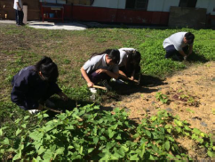 學生協助拔草圖片
